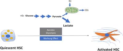 Role of Metabolism in Hepatic Stellate Cell Activation and Fibrogenesis